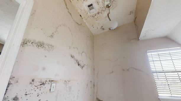 Best Water Damage & Mold Remediation  in Conashaugh Lakes, PA