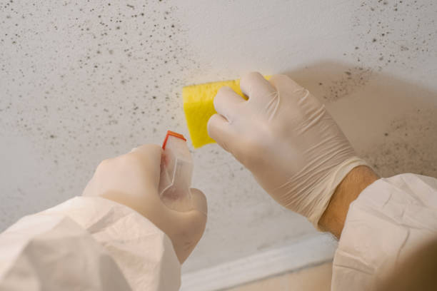 Best Basement Mold Removal  in Conashaugh Lakes, PA